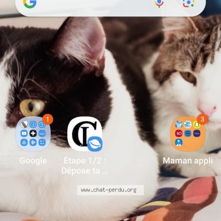 Photo 1/1 Pistache Chat lost in Cauterets