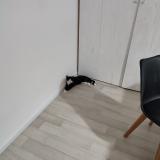 Picture of cat lost at Bonne