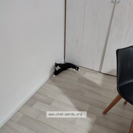 Photo 1/1 Nayo Chat lost in Bonne