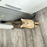 Picture of cat found at Caumont Sur Aure