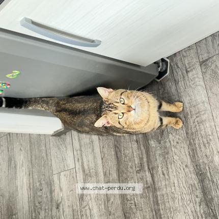 Photo 1/1 Found cat Found in Caumont sur aure