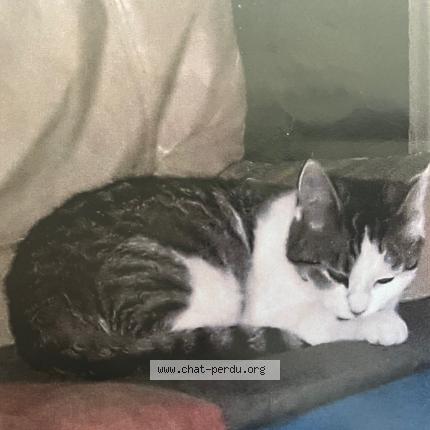 Photo 1/1 AXEL Chat lost in Pessac