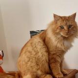 Picture of cat lost at Mane