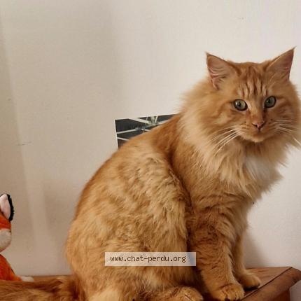 Photo 1/1 Pepito Chat lost in Mane