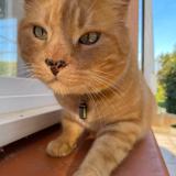 Picture of cat lost at Leboulin