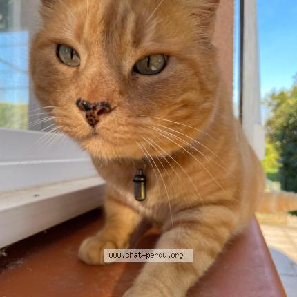 Photo 1/1 Tigrou Chat lost in Leboulin