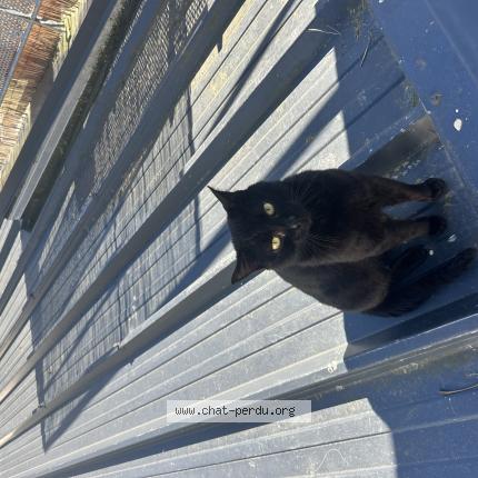 Photo 1/1 Found cat Found in Binic