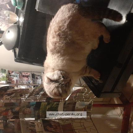 Photo 1/1 Cat reunited Found in Lourmais