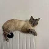 Picture of cat lost at Albi