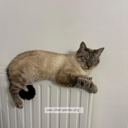 Photo 1/1 Orion Chat lost in Albi