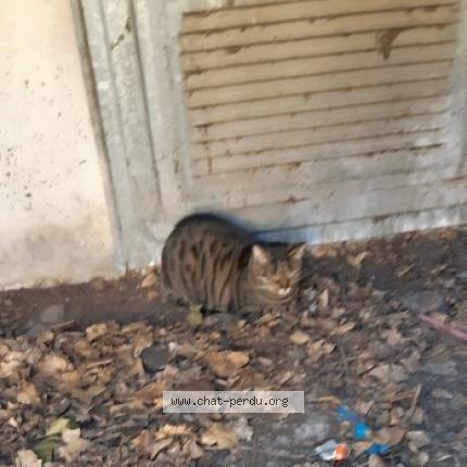 Photo 1/1 Found cat Found in Dole