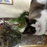 Picture of cat lost at Clapiers