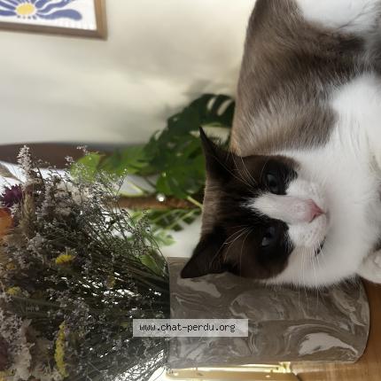 Photo 1/1 L&eacute;o Chat lost in Clapiers