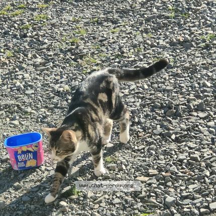 Photo 1/1 Found cat Found in La chapelle saint aubert