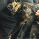 Picture of cat lost at Villemade