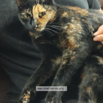 Photo 1/1 Tinky Chat lost in Villemade