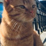 Picture of cat lost at Chaffois