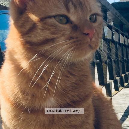 Photo 1/1 Cali Chat lost in Chaffois