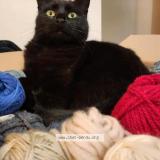 Picture of cat lost at Agen