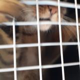 Picture of cat found at Clavoillon