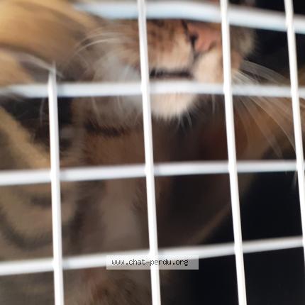 Photo 1/1 Found cat Found in Clavoillon