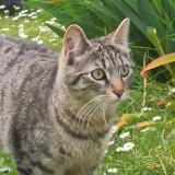 Picture of cat lost at Courances