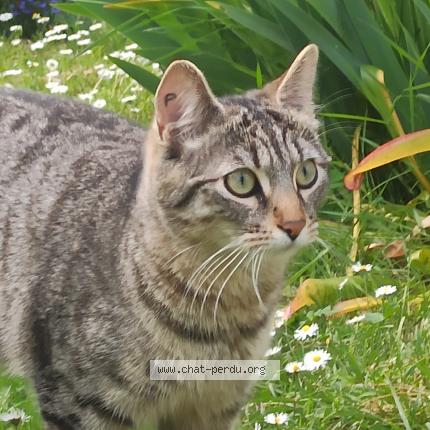 Photo 1/1 Batou Chat lost in Courances