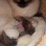 Picture of cat lost at Lorgues