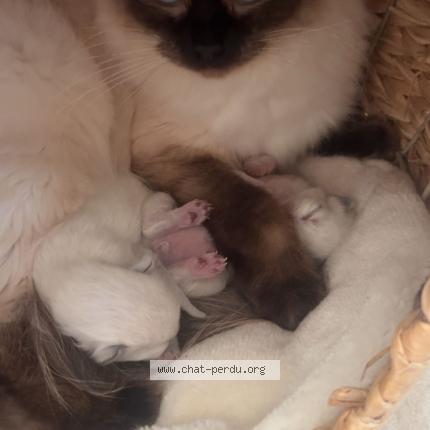 Photo 1/1 Thal Chat lost in Lorgues