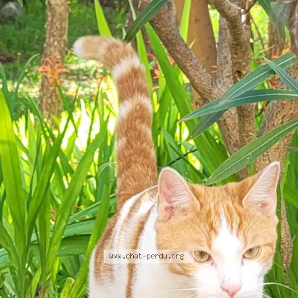 Photo 1/1 Cat reunited Lost in Antibes