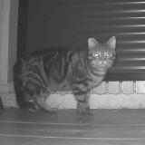Picture of cat found at Quincy Voisins