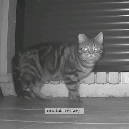 Photo 1/1 Found cat Found in Quincy voisins