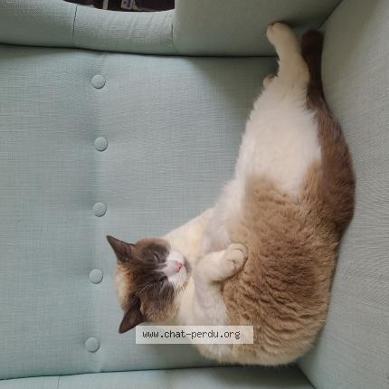 Photo 1/1 Câline Chat lost in Gaillac