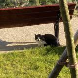 Picture of cat found at Clamart