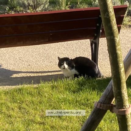 Photo 1/1 Found cat Found in Clamart
