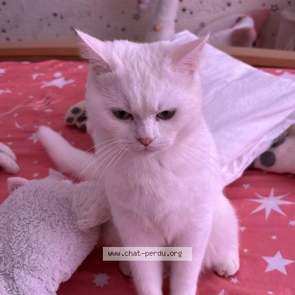 Photo 1/1 Found cat Found in Ostend