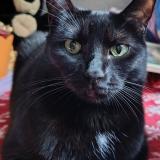 Picture of cat lost at Saint Hippolyte