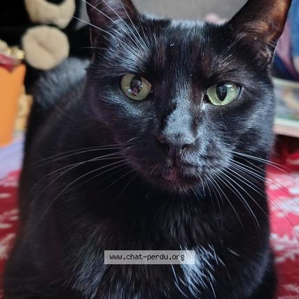 Photo 1/1 Xena Chat lost in Saint hippolyte