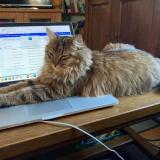 Picture of cat lost at Fussey