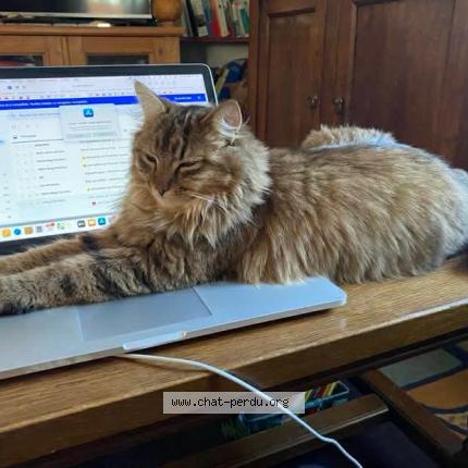 Photo 1/1 Rikiki Chat lost in Fussey