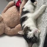 Picture of cat lost at Digny