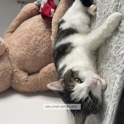 Photo 1/1 Maya Chat lost in Digny