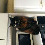 Photo of a cat found in Montevideo