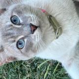 Picture of cat lost at Moreno