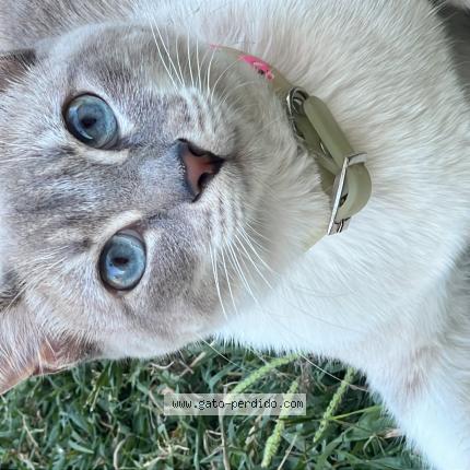 Photo 1/1 Mini Chat lost in Moreno