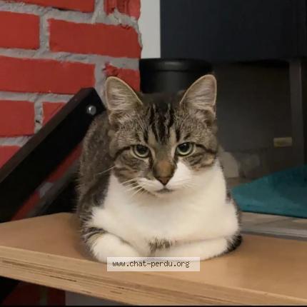 Photo 1/1 Romy Chat lost in Sable sur sarthe