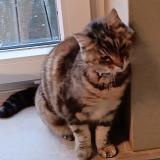 Picture of cat lost at Molenbaix