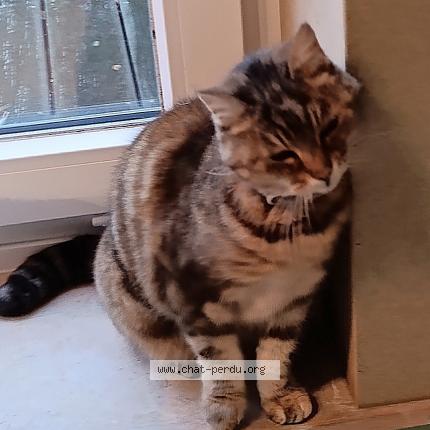 Photo 1/1 Filou Chat lost in Molenbaix