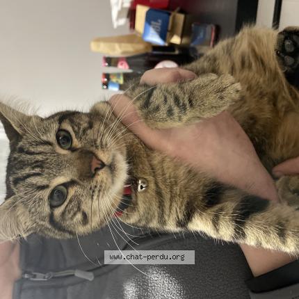 Photo 1/2 Found cat Found in Nuaille