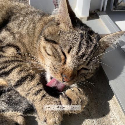 Photo 2/2 Found cat Found in Nuaille